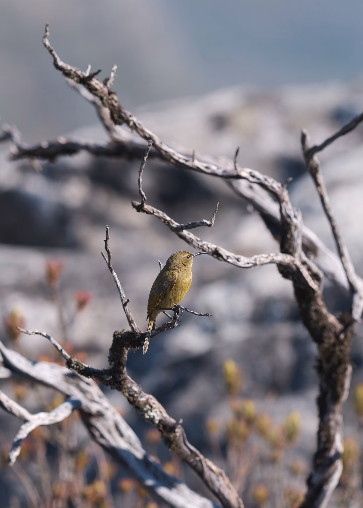 Table Mountain Natl. Park, South Africa · August 2023